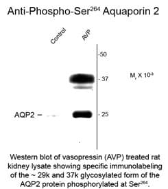 Polyclonal Rabbit anti-Rat AQP2 / Aquaporin 2 Antibody (phospho-Ser264, WB)