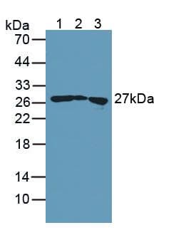 TAGLN / Transgelin / SM22 Antibody (aa1-201, Biotin)