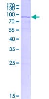 Human PRIM1 Protein (Recombinant GST)