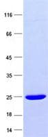 Human TRIM72 / MG53 Protein (Recombinant)