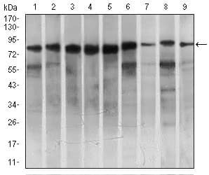 Monoclonal Mouse anti-Human C-TAK1 / MARK3 Antibody (clone 2G12, IHC, WB)
