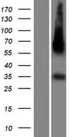 Human C14orf183 Protein (Over-Expression Lysate Myc-DDK (Flag))