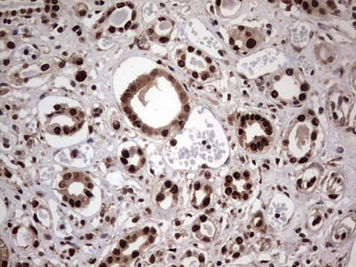 C14orf166 Antibody (clone OTI1E5)