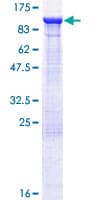 Human ELMO1 / ELMO 1 Protein (Recombinant GST)