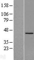 IQCD Protein (Over-Expression Lysate Myc-DDK (Flag))