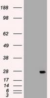 Monoclonal Mouse anti-Human IL6 / Interleukin 6 Antibody (clone OTI3H6, IF, WB)