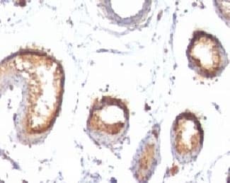 PMEL / SILV / gp100 Antibody (clone PMEL/783)
