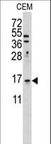 LSM1 Antibody (aa103-133)