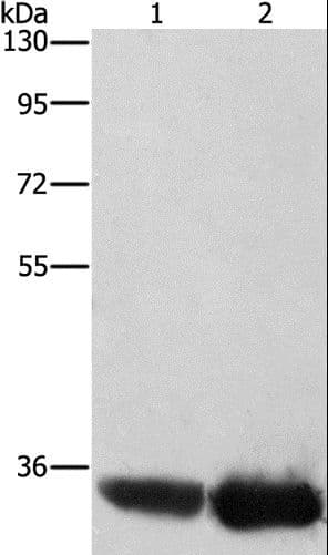 AIMP1 / EMAP II Antibody