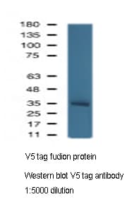 V5 Tag Antibody