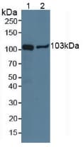 NPEPPS Antibody (aa584-793)