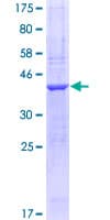 Human NRXN1 / Neurexin 1 Protein (Recombinant GST, N-terminus)