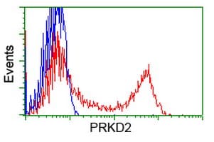 Monoclonal Mouse anti-Human PRKD2 / PKD2 Antibody (clone OTI3A1, WB)