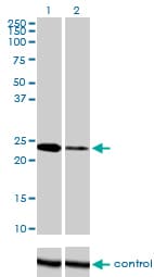 Monoclonal Mouse anti-Human TWIST1 / TWIST Antibody (clone 3E11, WB)