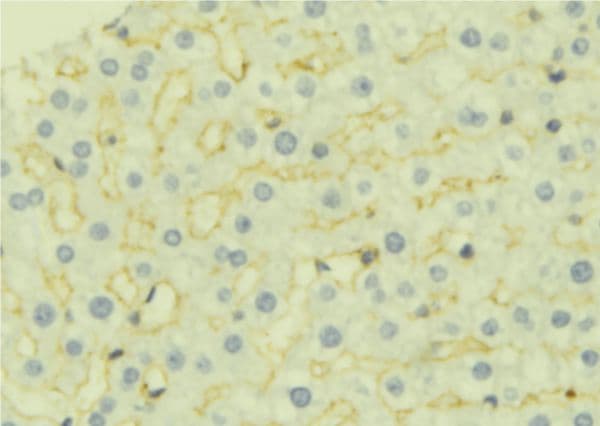 AK4 / Adenylate Kinase 4 Antibody
