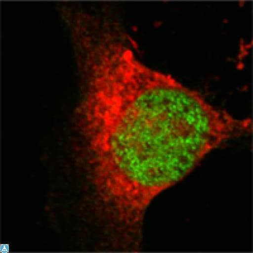 MYST1 Antibody