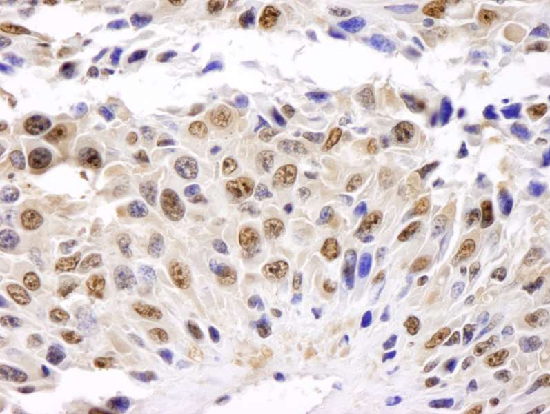 GAPDH Antibody (aa300-C-term)