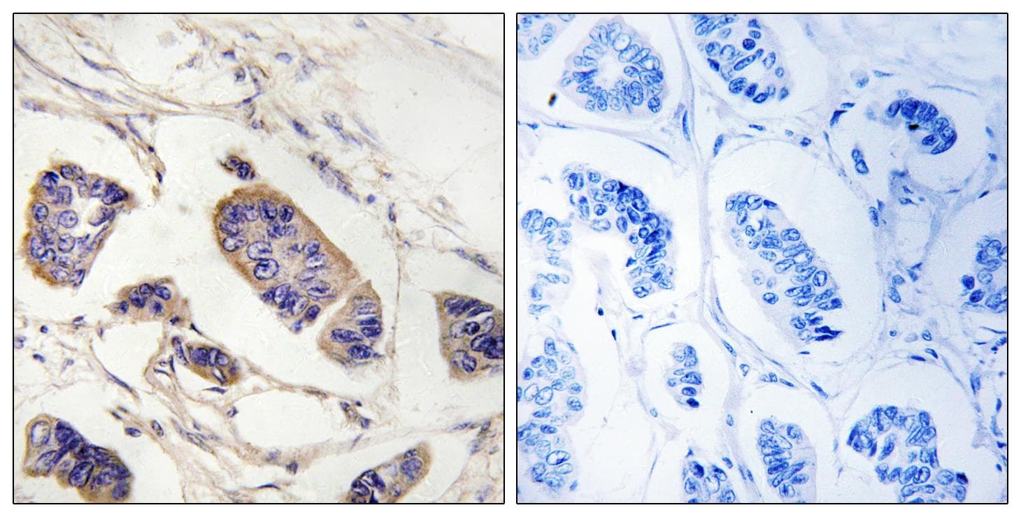 PEX7 Antibody