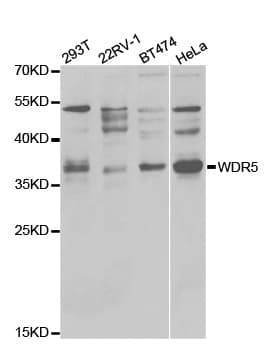 Polyclonal Rabbit anti-Human WDR5 Antibody (IHC, IF, WB)