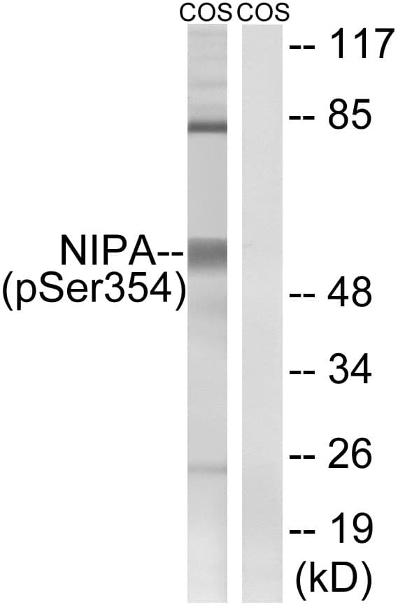 ZC3HC1 / NIPA Antibody (phospho-Ser354)