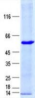 Human ZNF345 Protein (Recombinant His, N-Terminal)