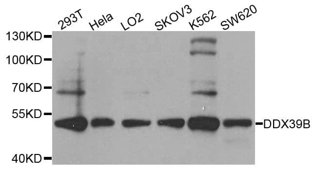 DDX39B / UAP56 Antibody