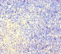 CNGA4 Antibody
