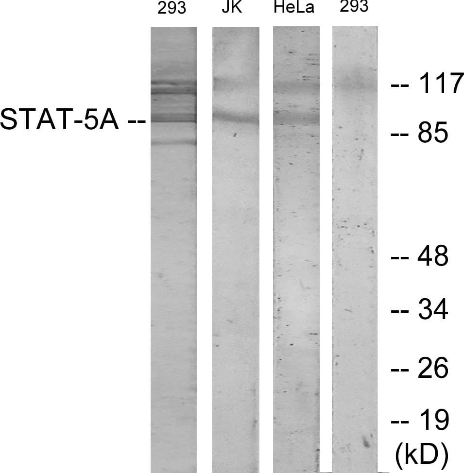 IHC-plus™ STAT5A Antibody (aa745-794)