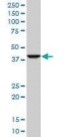 Monoclonal Mouse anti-Human RNF2 / RING2 / RING1B Antibody (clone 4A9, WB)