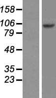 RFX6 Protein (Over-Expression Lysate Myc-DDK (Flag))