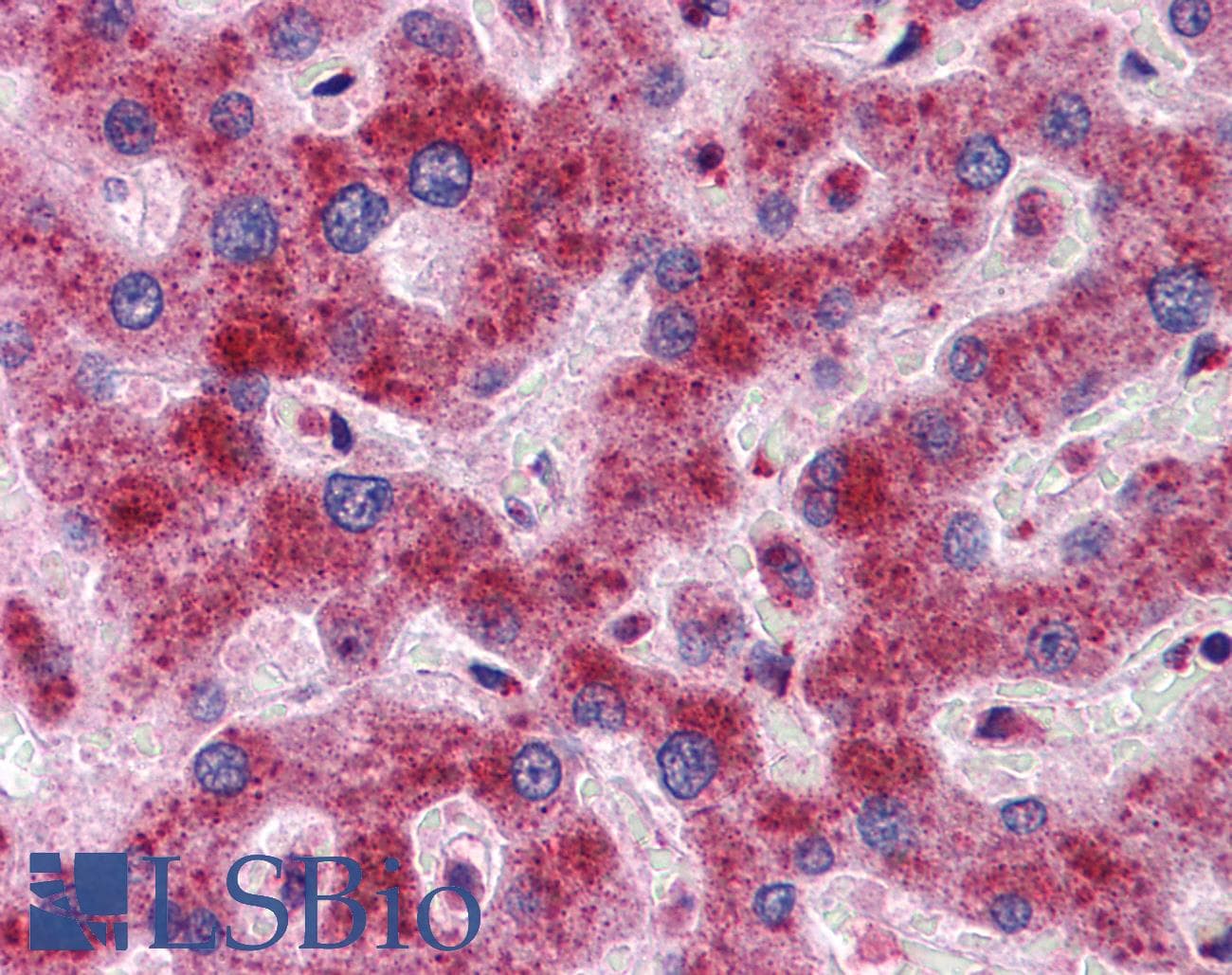 DYNLL1 / PIN Antibody (C-Terminus)