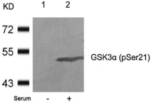 GSK3A / GSK3 Alpha Antibody