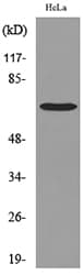 PCK1 Antibody