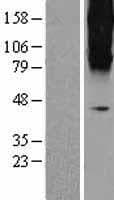 GRM3 / MGLUR3 Protein (Over-Expression Lysate Myc-DDK (Flag))
