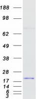 Human RPS24 / Ribosomal Protein S24 (Recombinant Myc-DDK (Flag))