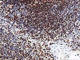 MEF2C Antibody (clone OTI2B12, Carrier-free)