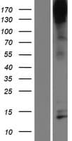 NPHS1 / Nephrin Protein (Over-Expression Lysate Myc-DDK (Flag))