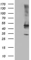 TULP3 Antibody (clone OTI6C7, Carrier-free)