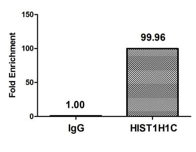 HIST1H1C Antibody