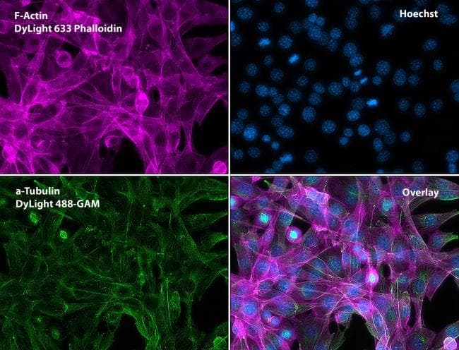 Goat Anti-Mouse IgG Secondary Antibody (DY488)