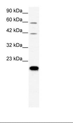 CLDN23 / Claudin 23 Antibody (aa221-270)