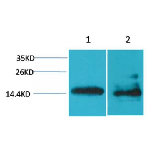 PathPlus™ H2AFX / H2AX Antibody