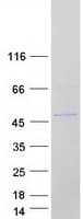 Human RBMS1 Protein (Recombinant Myc-DDK (Flag))