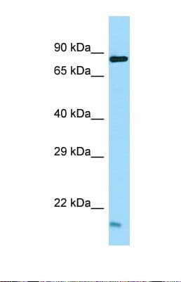 Polyclonal Rabbit anti-Human TEX35 / C1orf49 Antibody (aa29-78, WB)