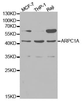 ARPC1A Antibody