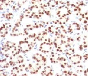 NKX2-1 / Thyroid-Specific TF Antibody (clone HBNK2-1)
