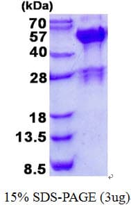 Human SH3GLB2 / Endophilin-B2 Protein (Recombinant His)