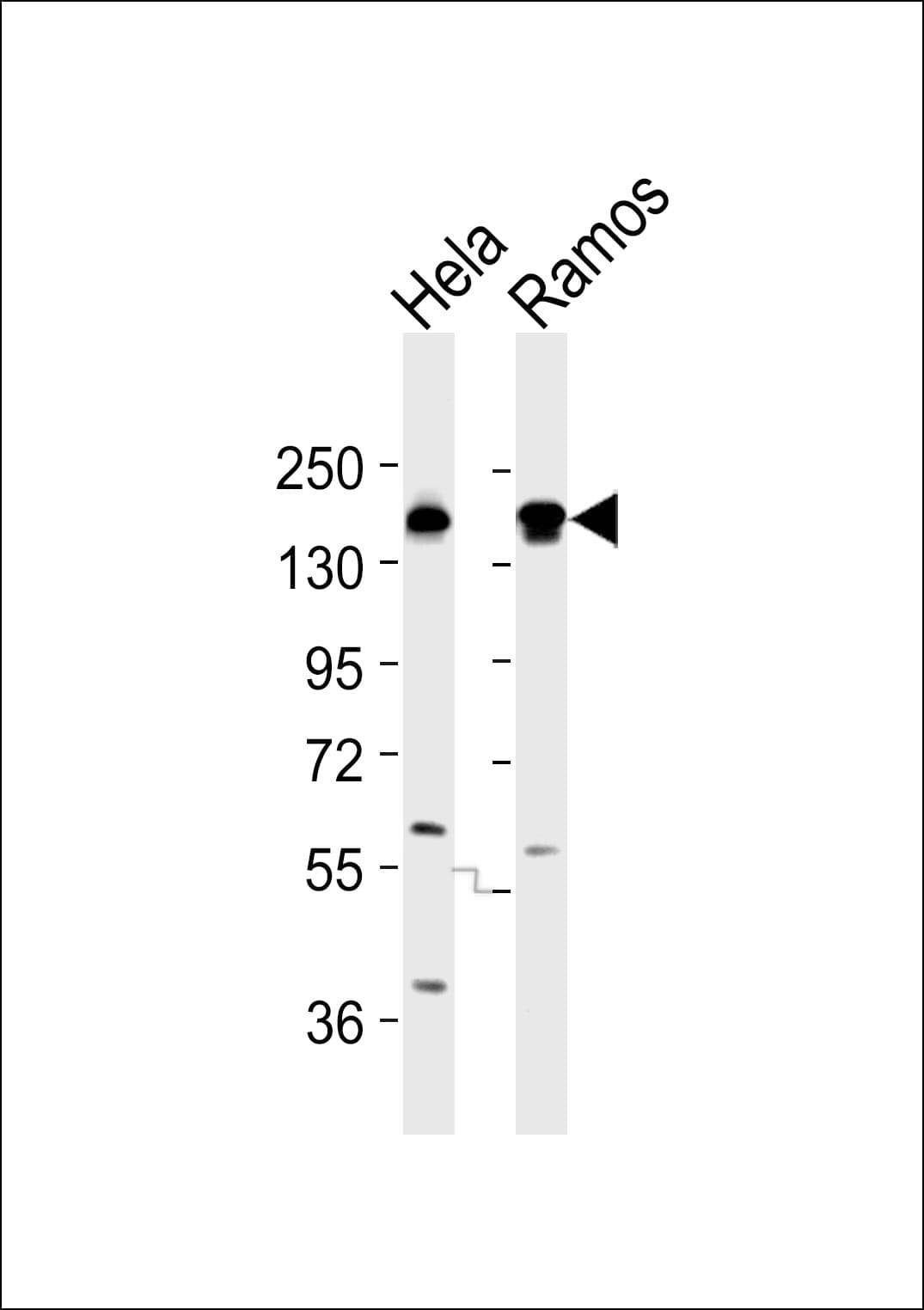 SF3B1 Antibody