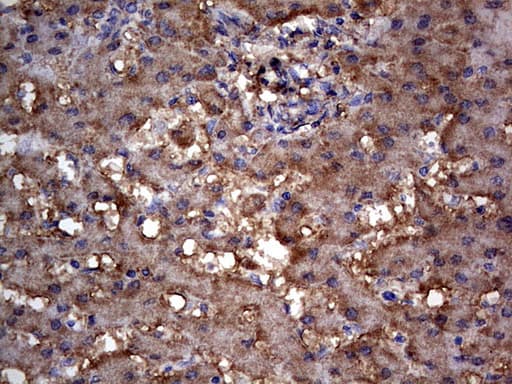 MTDH / Metadherin Antibody (aa70-582, clone OTI2F11)
