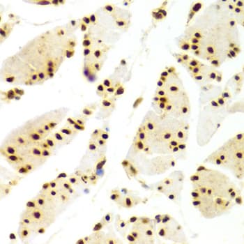 ELAVL1 / HUR Antibody
